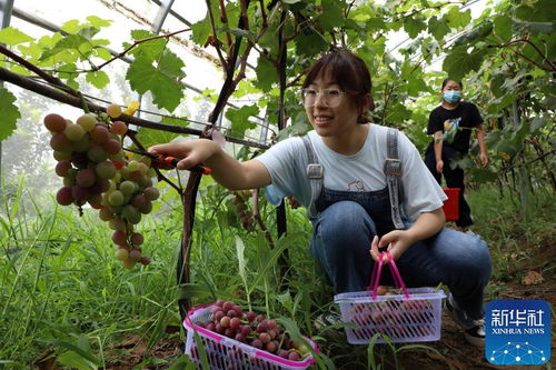 山东滨州 水果产业托起群众致富梦