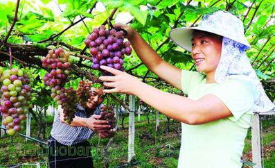 广西灵川县 无公害水果种植成为农民增收的新路子