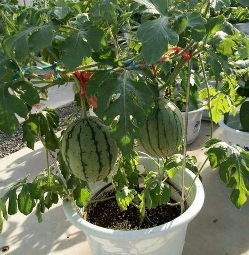 夏季盆栽水果就种西瓜,阳台养殖注意4点,不愁吃不到新鲜瓜果